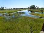 okavango