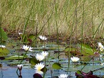 delta okavango