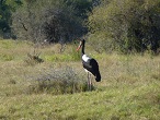 okavango