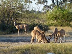 okavango