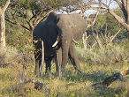 okavango