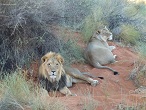 Namibie Lions