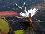 okavango