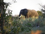 okavango