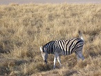 namibie etosha