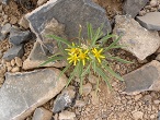 Namibie plante endemique