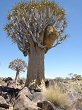 Namibie Quivert tree forest