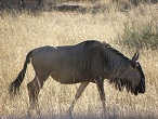 Namibie Kalahari