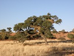 kalahari